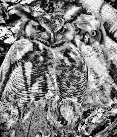 Image of Mama & Baby Owl Tucked in a Tree by Kelly Davenport from Louisville